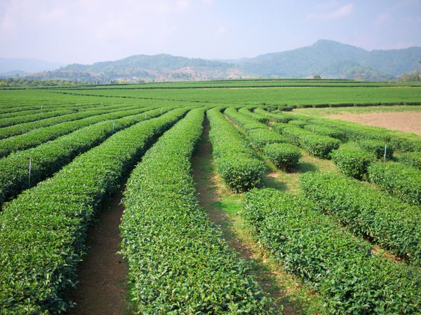 مزرعه کاشت چای در کوهپایه