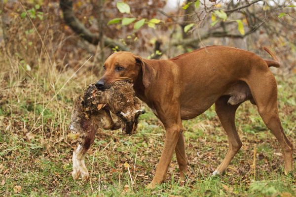 پرتره شکار سگ رودزیانی با قرقاول