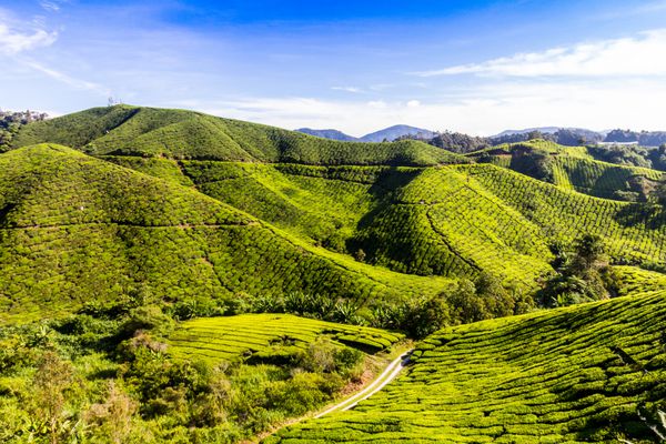 ارتفاعات کامرون مزرعه چای مالزی