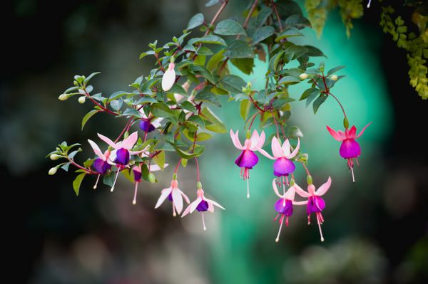 گل فوشیا یا قطره گوش خانم در کوه Angkhang Chiangmai تایلند