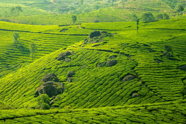 مزارع چای در هند استان کرالا
