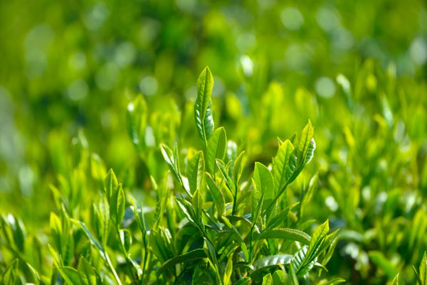 برگ های جوان و لطیف چای سبز در بهار