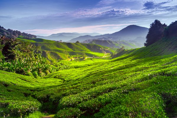 مزرعه چای در ارتفاعات کامرون مالزی