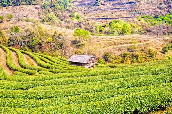 مزرعه چای در Doi Ang Khang چیانگ مای تایلند