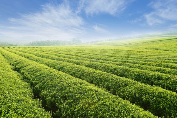 الگوی زیبا از باغ چای سبز و روشن روی تپه