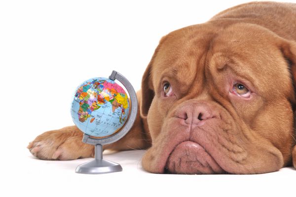 توله سگ با کره در حال فکر کردن به مقصدهای دور افتاده است