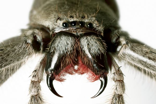 عنکبوت شکارچی Holconia immanis عنکبوت بزرگ استرالیایی با نیش دردناک