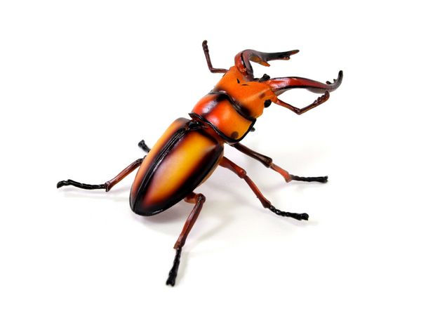 سوسک گوزن بزرگ Lucanus cervus