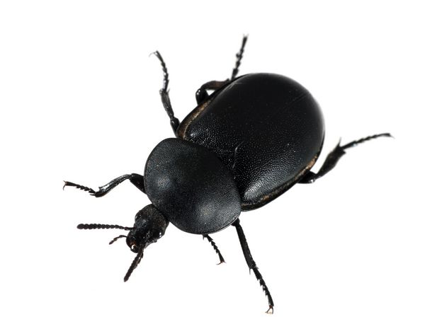 سرگین با نام Dor Beetle ماکرو روی سفید - Geotrupes stercorarius