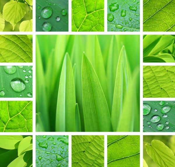 کلاژ از عکس های گیاه سبز و برگ با قطرات باران