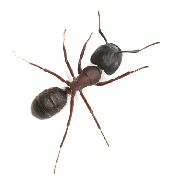 مورچه نجار Camponotus herculeanus جدا شده در زمینه سفید این مورچه یک آفت بزرگ در خانه ها است