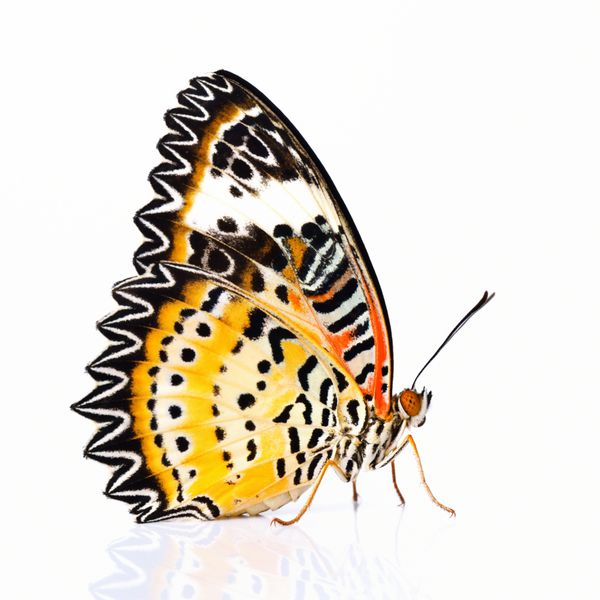 پروانه پلنگ Lacewing جدا شده در زمینه سفید