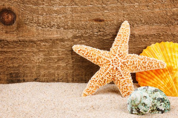 ستاره دریایی و صدف در پس زمینه چوبی خشن