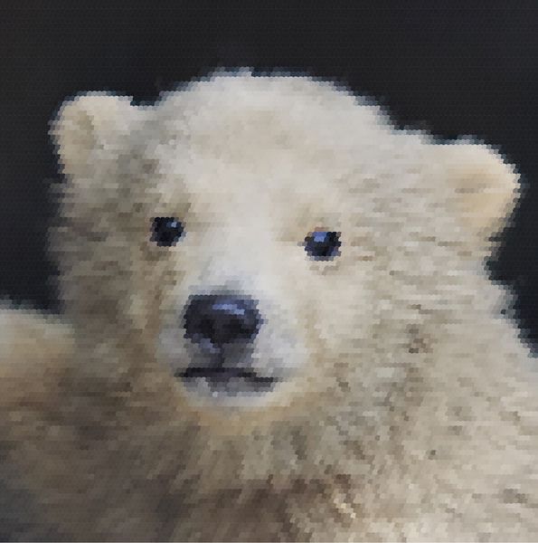 تماس چشمی با بچه خرس قطبی از نزدیک در پس زمینه تیره اولین نگاه به دنیای حیوان وحشی جوان که قرار است خطرناک ترین جانور باشد تصویر وکتور فلس دار شگفت انگیز
