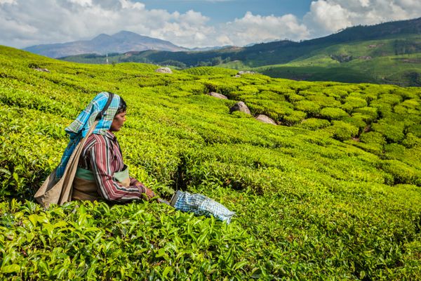 کرالا هند - 18 فوریه 2014 زن هندی ناشناس در حال برداشت برگ های چای در مزرعه چای در Munnar فقط بالاترین برگ ها جمع آوری می شود و کارگران روزانه تا 30 کیلو برگ چای جمع آوری می کنند