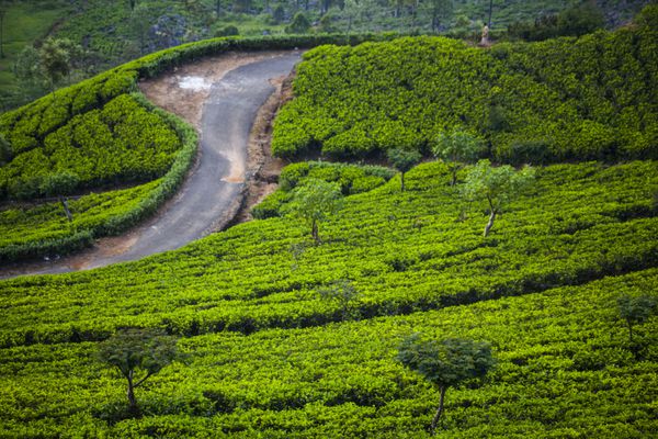 چشم انداز مزرعه چای در سریلانکا