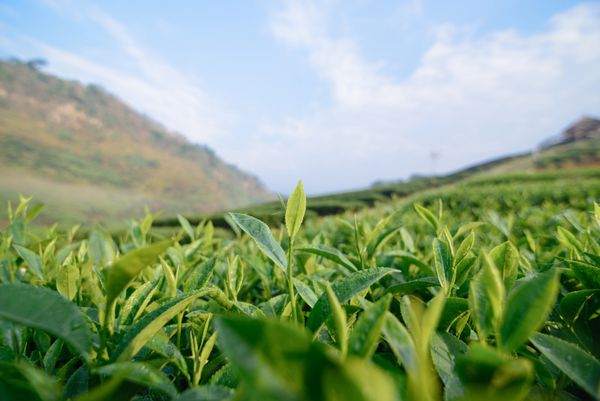 مزرعه چای