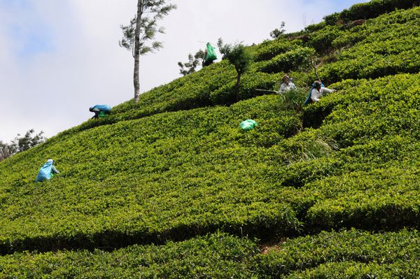 هاپوتال سری‌لانکا - 24 ژانویه 2014 زنان چای‌چین در مزرعه چای در هاپوتال در 24 ژانویه 2014 به طور مستقیم و غیرمستقیم بیش از یک میلیون نفر از سریلانکا در صنعت چای مشغول به کار هستند