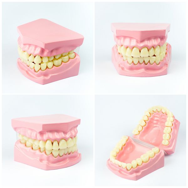 مجموعه کلوز آپ مدل دندانپزشکی دندان مصنوعی دنتوفرم