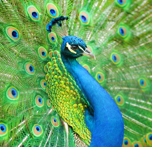 پرتره طاووس زیبا با پرهای بیرون