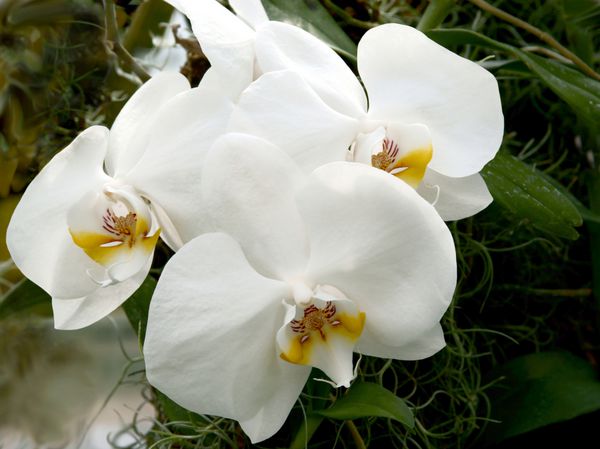 گل ارکیده سفید
