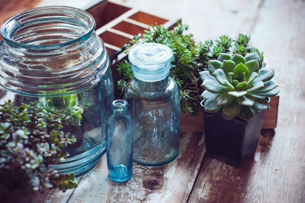 گیاهان خانگی ساکولنت های سبز جعبه چوبی قدیمی و بطری های شیشه ای آبی رنگ بر روی تخته چوبی باغبانی خانه و دکوراسیون به سبک روستایی