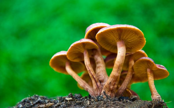 گروهی از قارچ ها در چوب