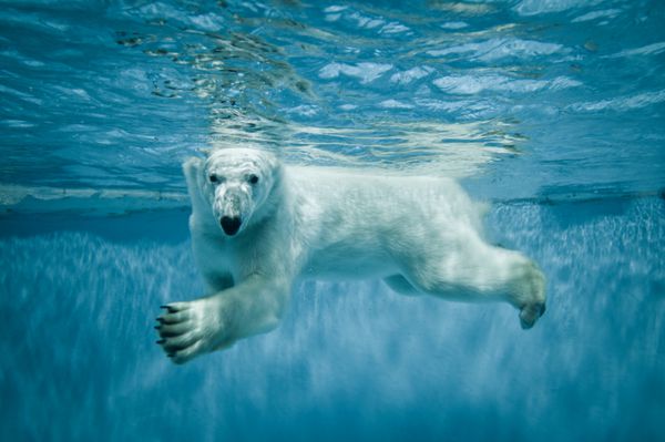 Thalarctos Maritimus Ursus maritimus که معمولاً به عنوان خرس قطبی در حال شنا در زیر آب شناخته می شود