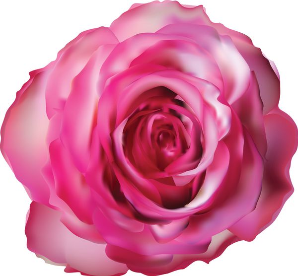 تصویر با تک گل رز صورتی جدا شده در پس زمینه سفید