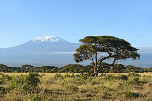 ساوانای بیابانی آفریقایی در پارک ملی آمبوسلی کنیا آفریقا