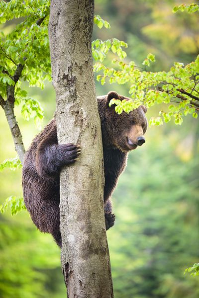 خرس قهوه ای Ursus arctos کوهنوردی