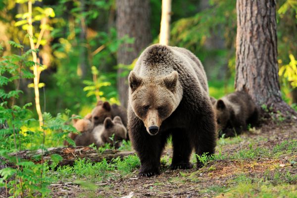 خرس ماده با توله ها در جنگل