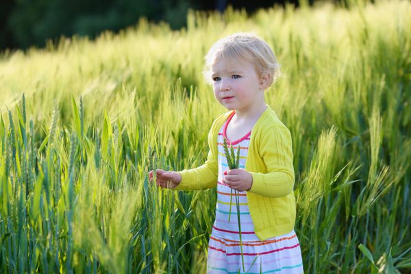 کودک کوچک زیبا دختر بچه نوپا فرفری در فضای باز در مزرعه گندم سبز وحشی