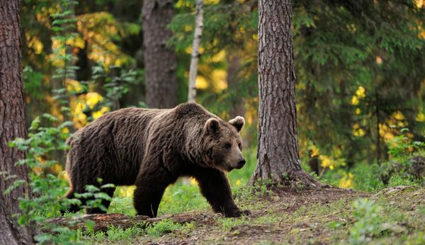خرس قهوه ای در حال قدم زدن در جنگل