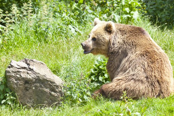 یک خرس قهوه ای اوراسیا در کنار یک صخره نشسته است