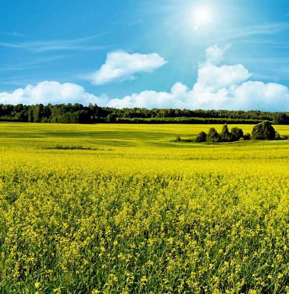 مزرعه کلزا زرد و آسمان آبی منظره زیبای بهاری