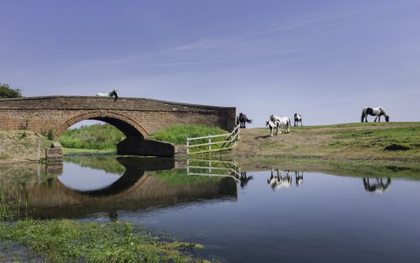 بورلی یورکشایر بریتانیا اسب های Skewbald در نزدیکی یک کانال و پل آجری در Swine Moor در نزدیکی Tickton Beverley East Riding یورکشایر انگلستان چرا می کنند
