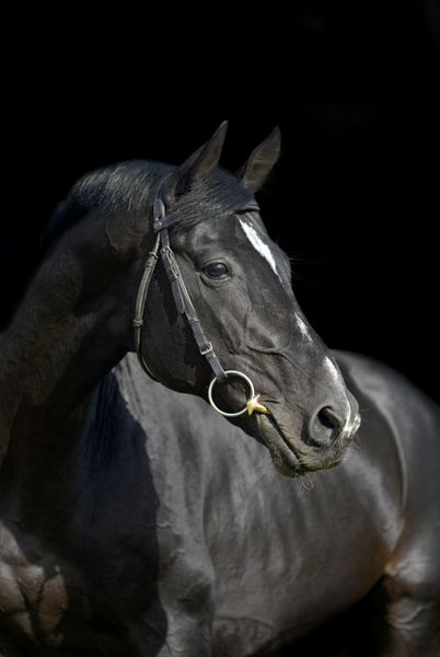 پرتره اسب سیاه زیبا در پس زمینه مشکی