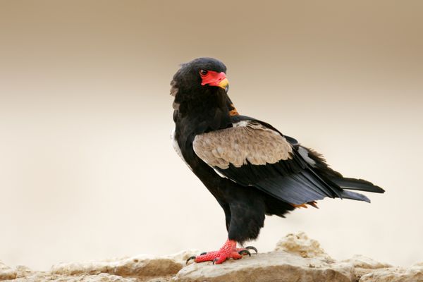 عقاب Bateleur نشسته روی صخره - صحرای کالاهاری