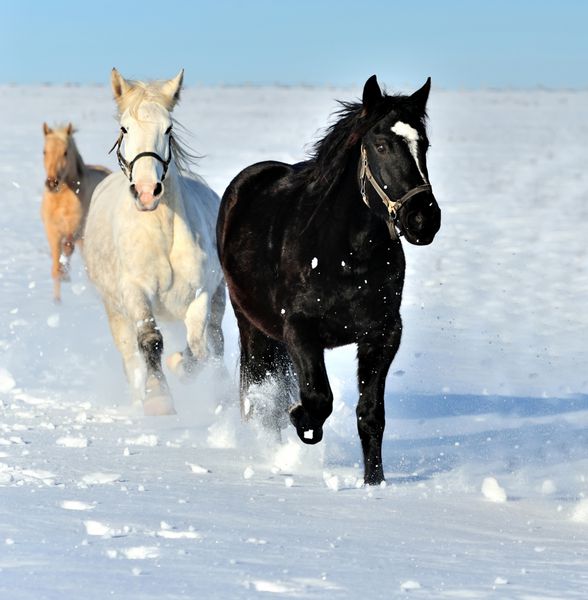 اسب در زمین زمستانی تاخت و تاز می دود