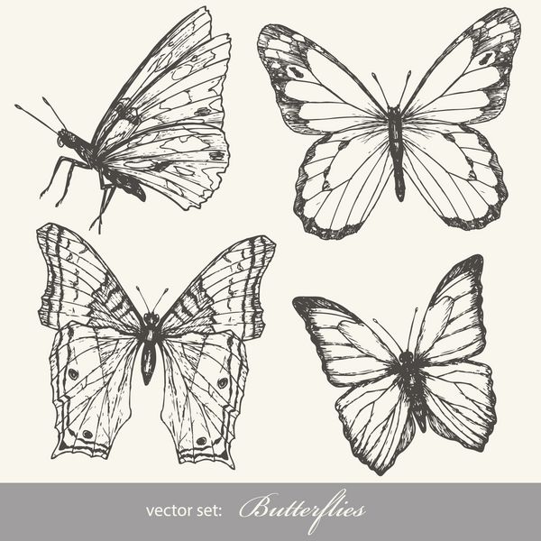 ست پروانه مجموعه طرح حشرات برای طراحی و اسکرپ بوک