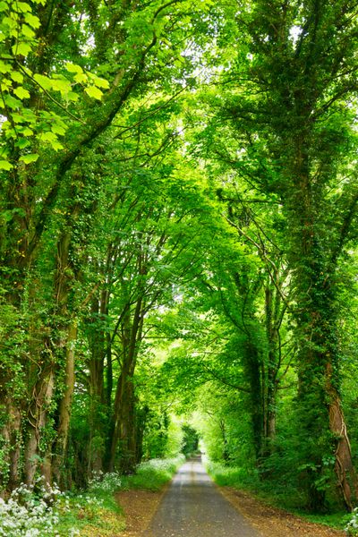 جاده خوش منظره از میان جنگل سبز در انگلستان