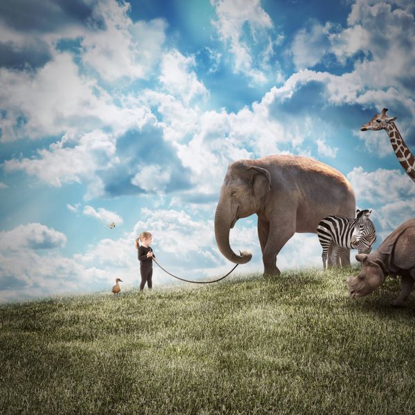 یک دختر جوان در حال قدم زدن یک فیل بزرگ در یک منظره وحشی با حیوانات دیگر در مسیری برای محافظت یا آزادی است