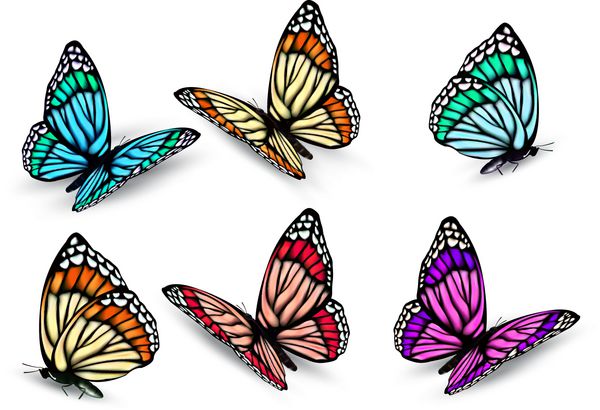 مجموعه ای از پروانه های رنگارنگ واقعی بردار