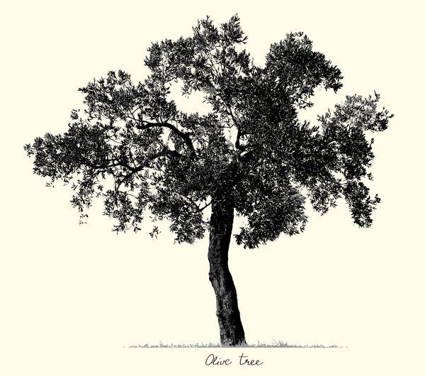 شبح درخت زیتون وکتور