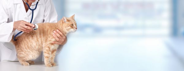گربه قرمز با دکتر دامپزشک کلینیک دامپزشکی