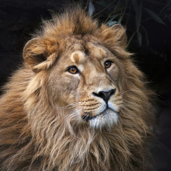 نگاه یک شیر آسیایی در سایه جنگل آرامش پادشاه جانوران بزرگترین گربه جهان خطرناک ترین و قدرتمندترین شکارچی جهان تصویر مربع