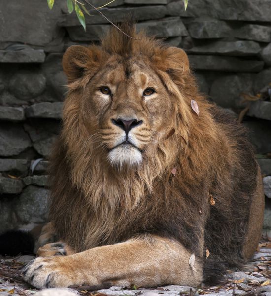 نگاه رویایی یک شیر آسیایی در برگ های افتاده پاییزی که روی زمینه سنگی دراز کشیده است پادشاه جانوران بزرگترین گربه جهان خطرناک ترین و قدرتمندترین شکارچی جهان