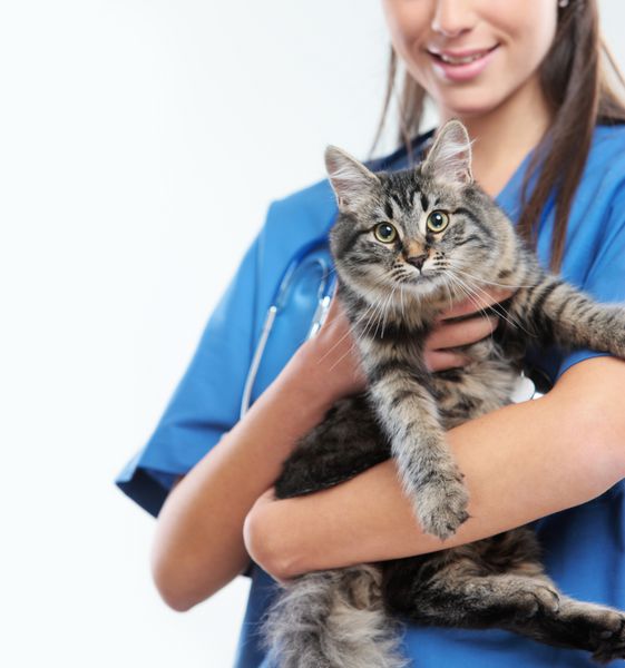 عکس نزدیک از دامپزشکی که یک گربه زیبا و بامزه را در آغوش گرفته است