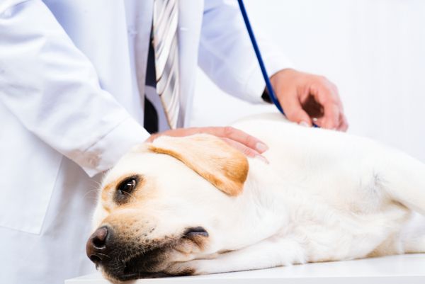 لابرادور سبک در پذیرش در دامپزشک مراقبت از حیوانات خانگی